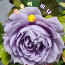 맑고 향기롭게 이미지