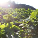 소야농장 이미지