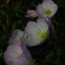 들꽃농원 - 하남시 신장동로 129 | 들꽃농원
