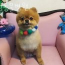 신월동물병원 이미지