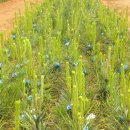 황금소나무농원 이미지