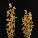 제주특별자치도 농업기술원 이미지