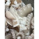 신안산낙지 이미지