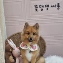 꽃댕댕싸롱 이미지