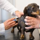 일산 클래식 동물병원 이미지