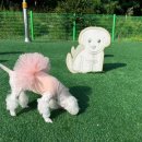 어서오개 이미지