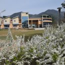 조팝꽃피는마을 이미지