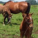 빅볼랜드 이미지