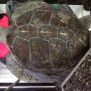 거북이 카카오 검색결과