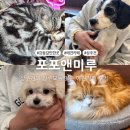 도그존 | 서울 강동구 애견카페 포포앤미루 방문 솔직후기
