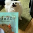 콩이네 방앗간 | 강아지 자연식 수제간식 콩이네방앗간