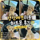 하트몽 | 양산애견미용 하트몽 스포팅 테디컷 말티푸 첫 미용 대만족 후기