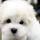 신당동커피 이미지