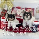 아로하스토리 | 용인 소형견 실내 운동장 최강자 아로하스토리, 치와와 보호자가 만족한 이유