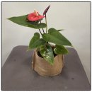 중앙원예 | 원예치료 수업 후기, 식물이 사람의 마음을 움직이는 시간