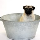 24시안마원 이미지