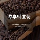 제주도 2026가을일기 3. 통후추의 힘? 이미지