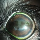 24시 온누리동물메디컬센터 이미지