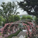 씨유 개화점 | 🌹 조선대 장미축제 재방문 후기｜이젠 완전 만개!