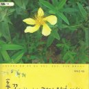 건강 약초 이미지