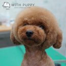 위드퍼피 애견미용실 이미지