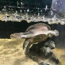 구라미농장 | 플레이 아쿠아리움 &amp; 현대백화점 &amp; 애슐리퀸즈_삼선체육관역·부천시청역·상동역·정왕역 | 실내 데이트