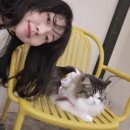 고양이카페 루프캣미 명동점 이미지