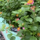 킴스메디 | 보홀 자유여행 후기 마지막(육상투어, 반딧불이투어, ICM몰, 차우킹, 라메디스파)