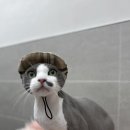 Dream Cat (드림캣) | 강남 고양이 미용 &#34;드림캣살롱&#34; 동물병원 내부에 위치한 14년 경력 무마취 미용 전문