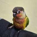 앵무새 | 🛍앵무새 새장&amp;장난감 후기 | 리프패럿 네이버 스마트 스토어