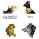 냥이댕이 이미지