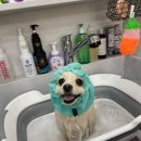 로즈펫살롱 이미지