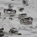 인천의 갯벌 이야기 이미지