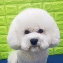 루이동물미용 이미지