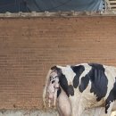 남주목장 이미지