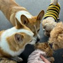 코기절미 이미지