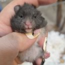 햄스터 라운지 이미지