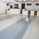 루루애견 이미지