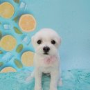 니니 애견 미용실 이미지