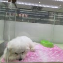 도그존 | 내이름은 레오🐶 (수컷 비숑프리제 분양, 송파구 잠실동 잠실새내 모두펫 후기)