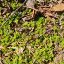 자생초농장 이미지