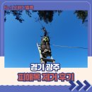 세븐일레븐경기광주상태점 | 경기 광주 피해목 제거 후기