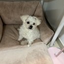 더드림동물병원 | 13살 말티즈 쪼이 간병일기 : 강아지 슬개골 수술 6일차 (화정 쿨펫동물병원)