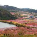 복사꽃 피는 마을 이미지