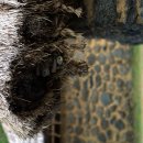 제주초가집 이미지