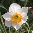 [3월 1일 탄생화] 수선화(Narcissus) : 자존 이미지