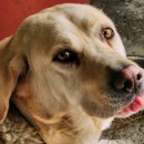 호식이두마리치킨영천4호점 | 치느님이 그리울 땐 '호식이두마리치킨 영천 4호점'