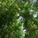 다시 찾아 본 경남 "울산" 녹색지대 여행 스케치 1 / 십리 대나무숲 이미지