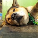 멍멍아 야옹해봐 이미지