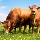 소망종합 동물병원 이미지